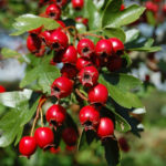 hawthorn-berries