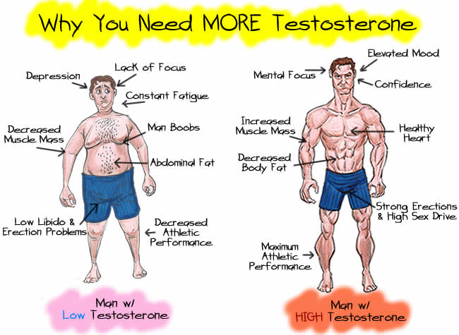 testosterone-importance
