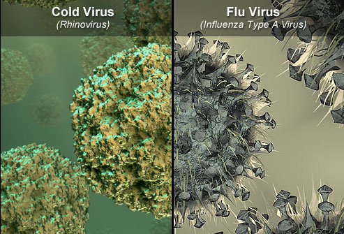 cold-and-flu-viruses